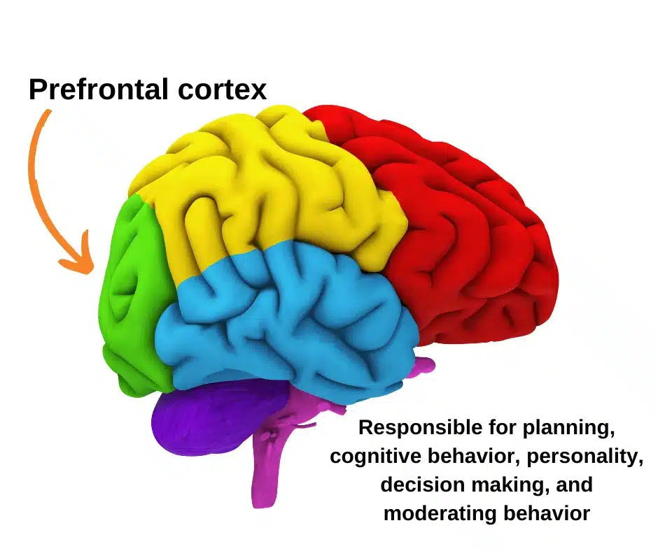 Prefrontal cortex diagram and function 